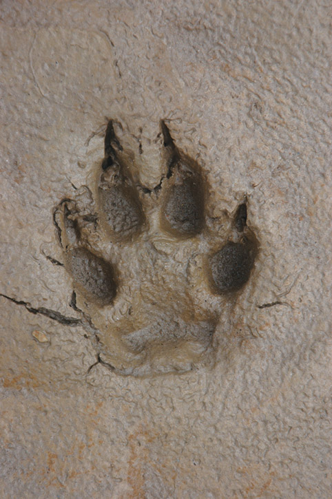 Wolf Print