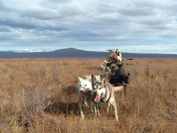 Team of dogs pulling ATV