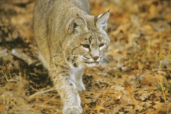 bobcat