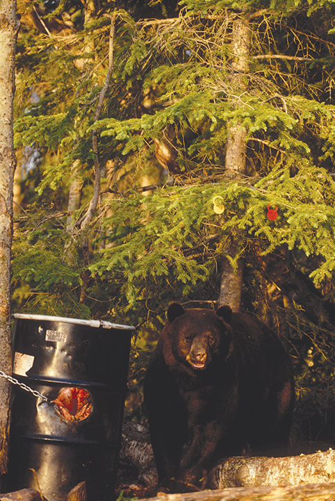 bear at a bait station